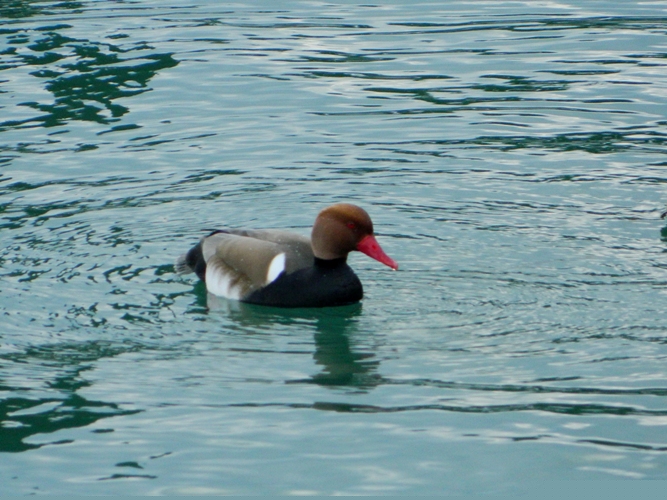 Fistione turco? (coppia)